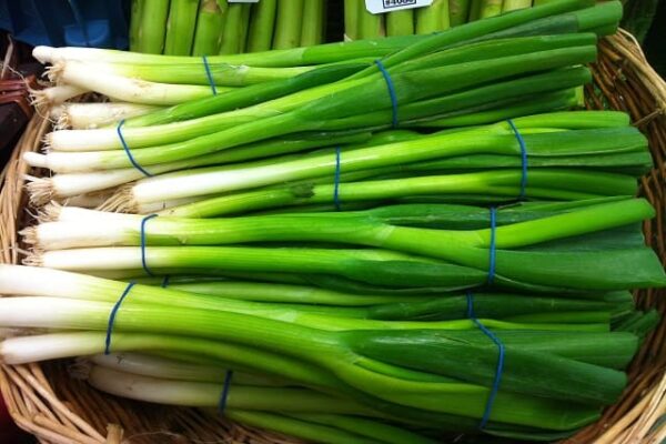 Spring Onion